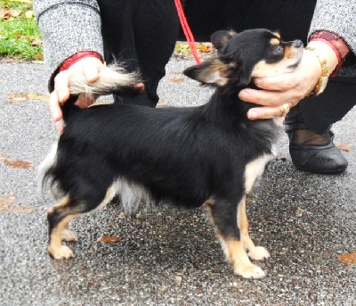 des Brault' Cadors - Speciale chihuahua a Amiens