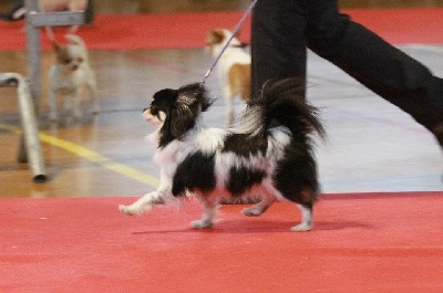 des Brault' Cadors - Speciale chihuahua a Amiens