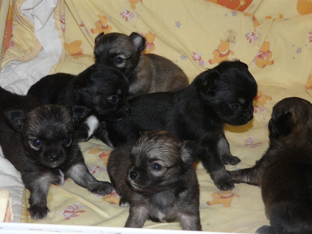 des Brault' Cadors - voici les 6 bébés d'Hillary et de Naël