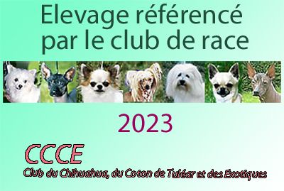 des Brault' Cadors - Élevage référencé par le Club CCCE