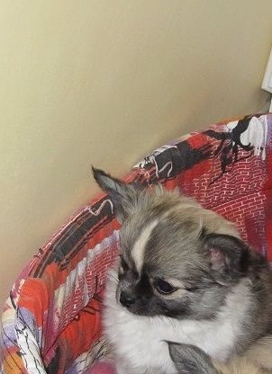 les chiots nés à la maison