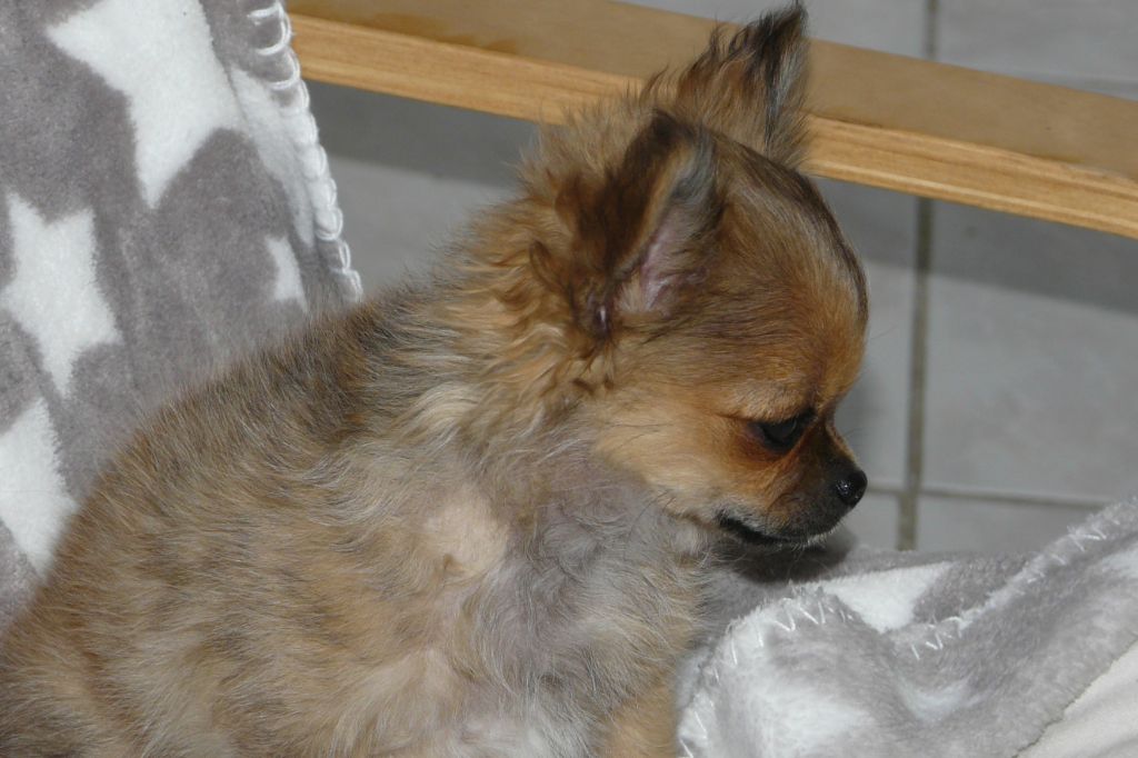 des Brault' Cadors - Chihuahua - Portée née le 06/05/2019