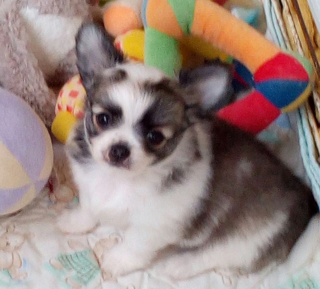 des Brault' Cadors - Chihuahua - Portée née le 05/10/2019