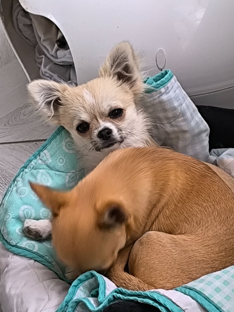des Brault' Cadors - Chiots disponibles - Chihuahua