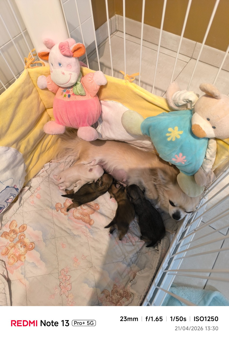 des Brault' Cadors - Chiots disponibles - Chihuahua