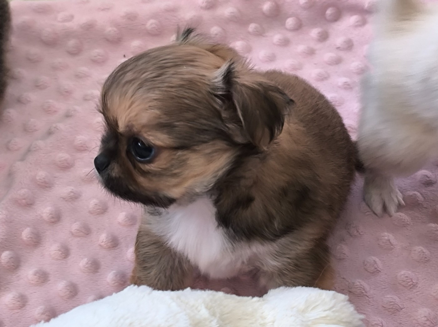 des Brault' Cadors - Chiots disponibles - Chihuahua