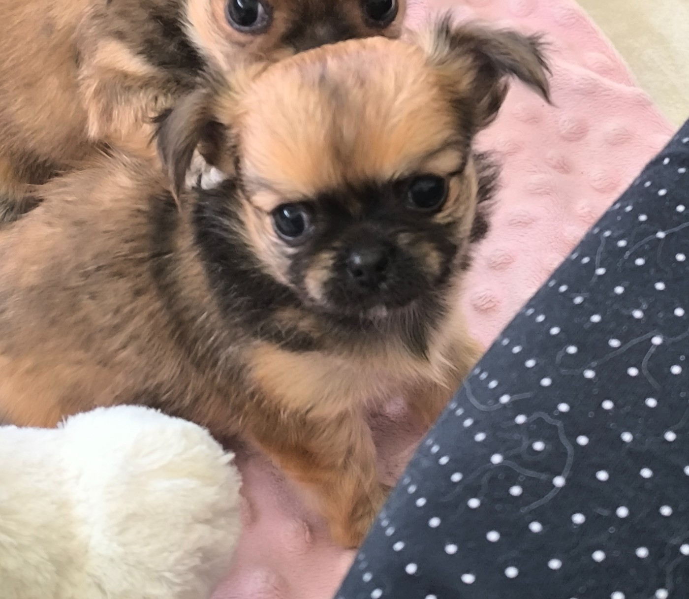des Brault' Cadors - Chiots disponibles - Chihuahua