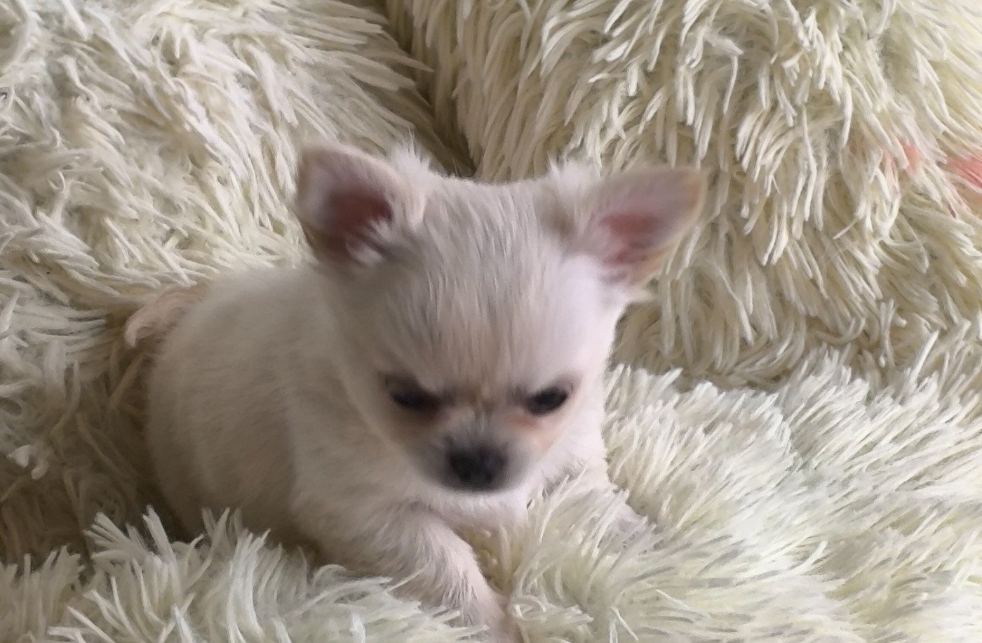 des Brault' Cadors - Chiots disponibles - Chihuahua