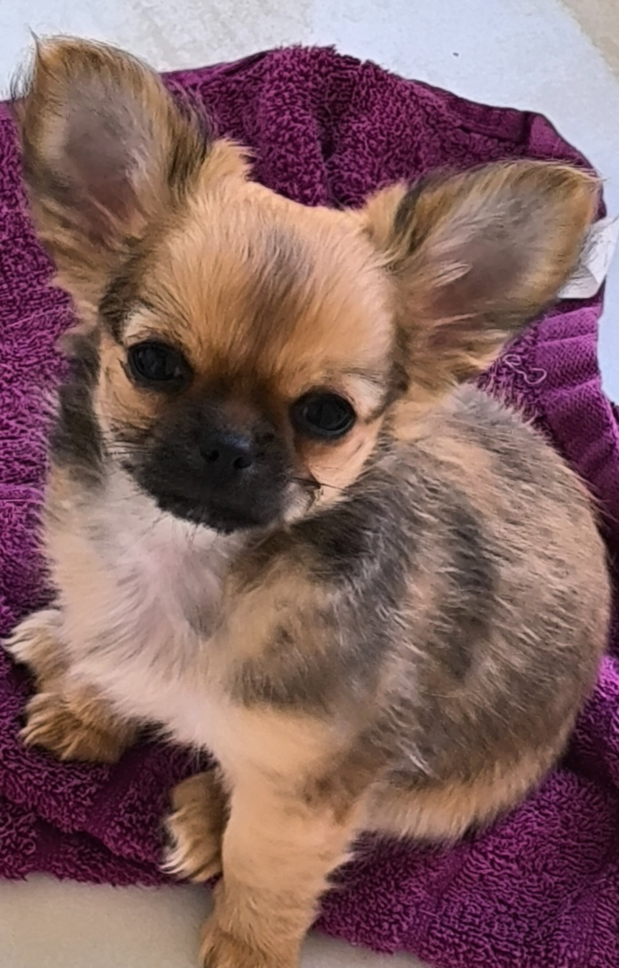 des Brault' Cadors - Chiots disponibles - Chihuahua