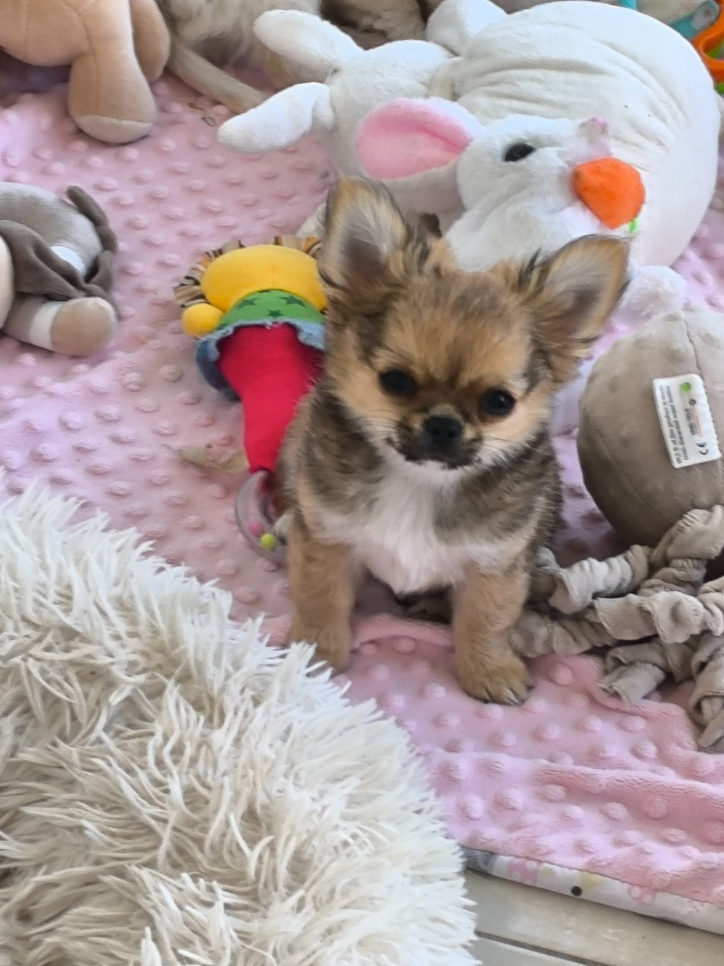 des Brault' Cadors - Chiots disponibles - Chihuahua