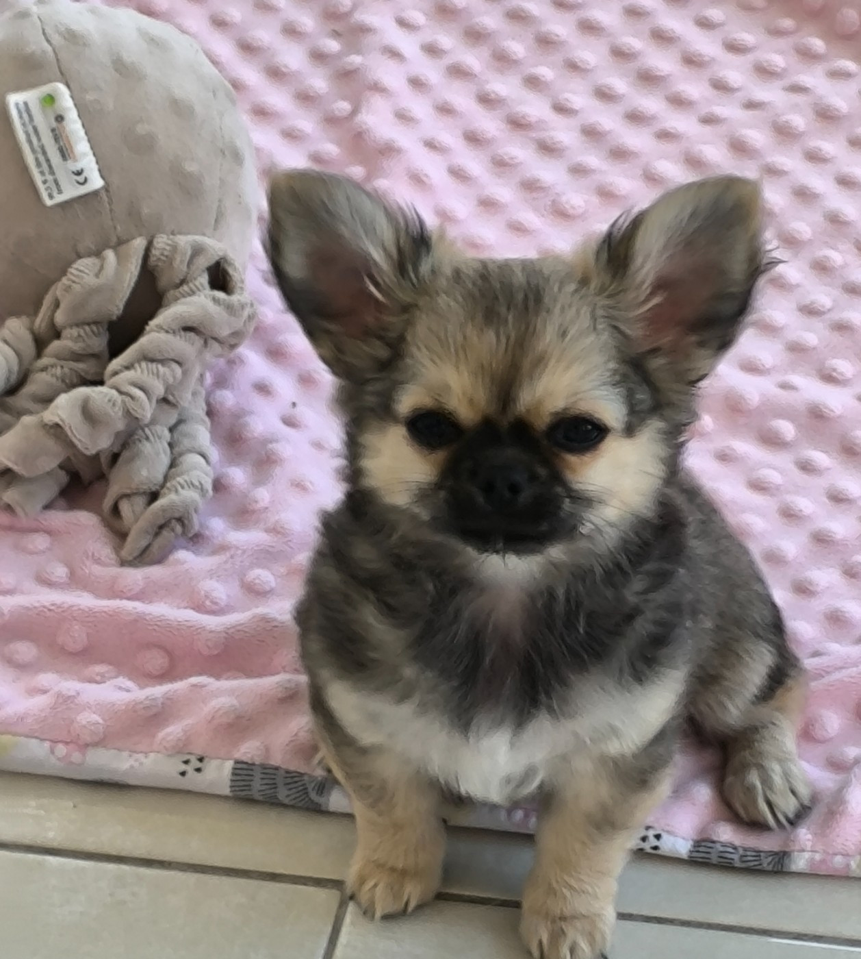 des Brault' Cadors - Chiots disponibles - Chihuahua