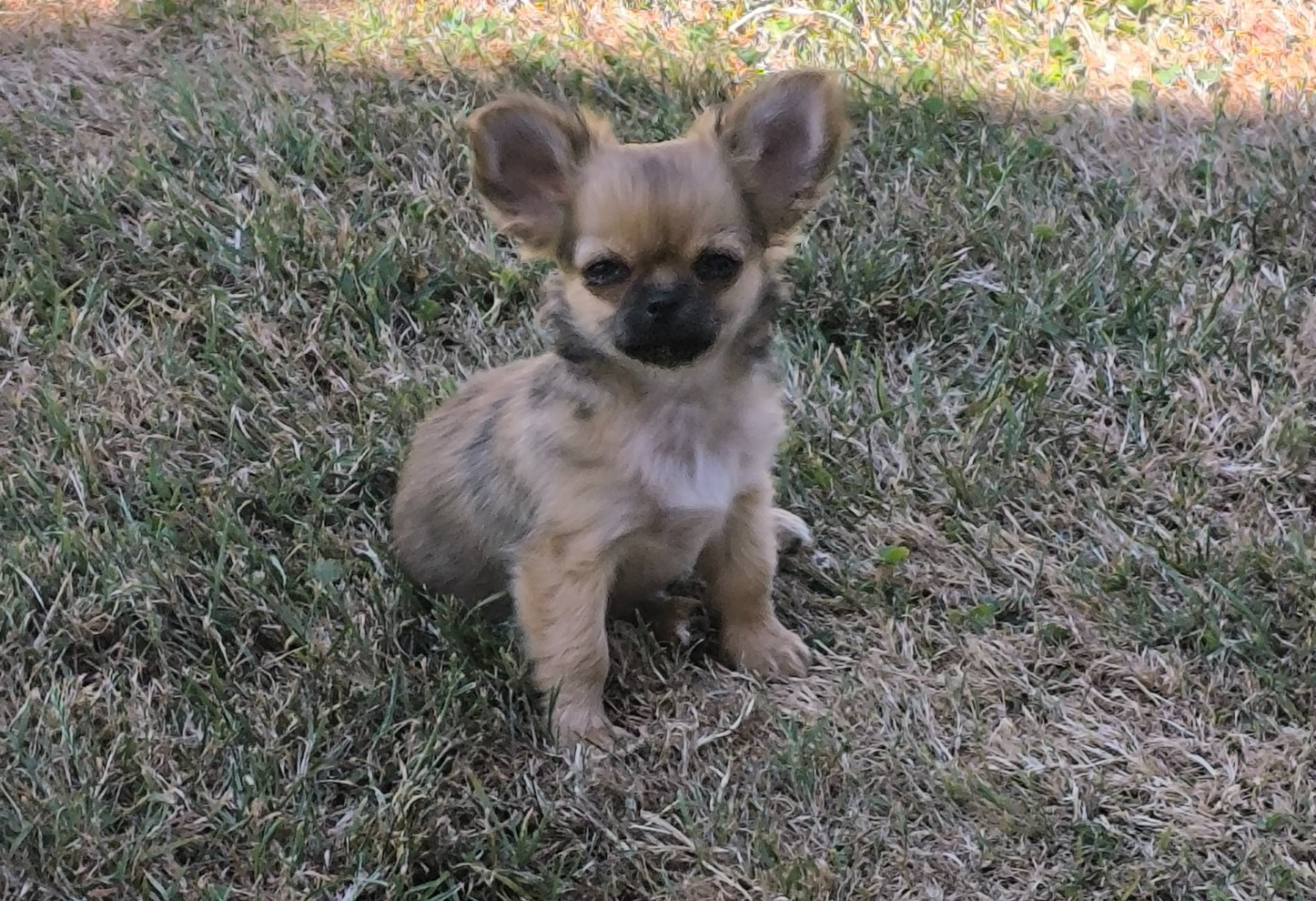 des Brault' Cadors - Chiots disponibles - Chihuahua