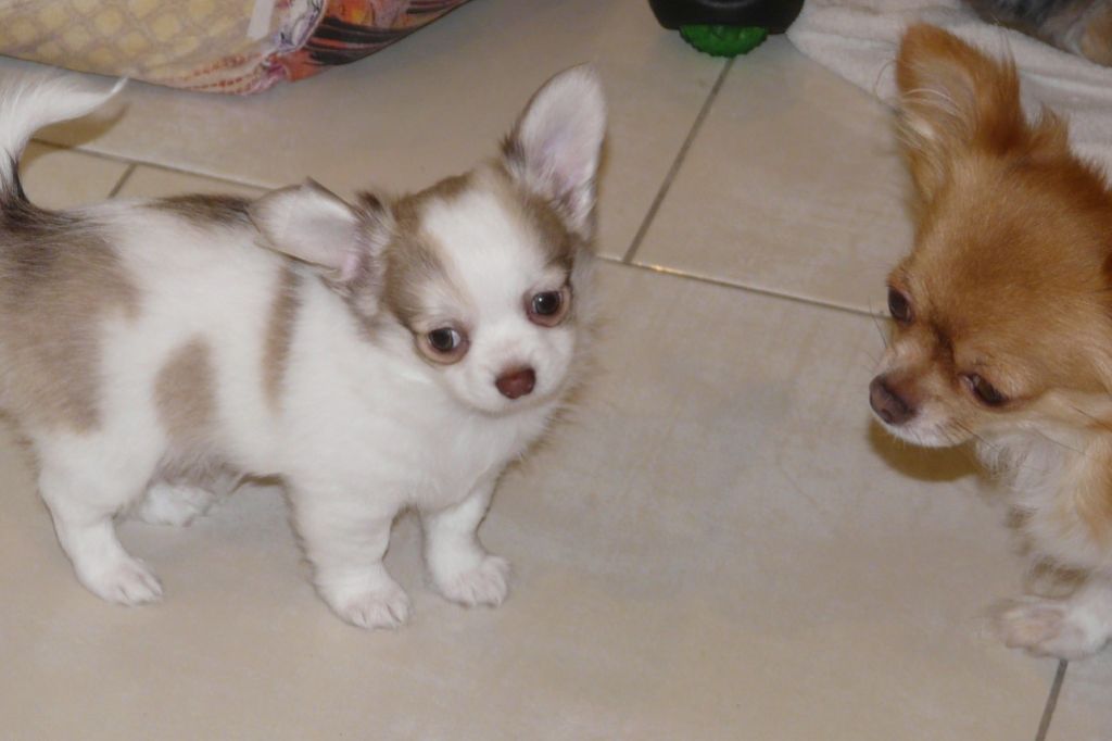 des Brault' Cadors - Chihuahua - Portée née le 05/12/2019