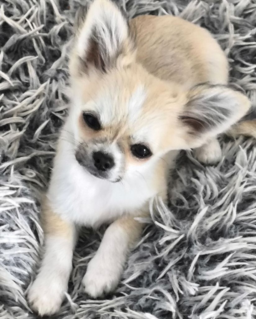 des Brault' Cadors - Chiots disponibles - Chihuahua