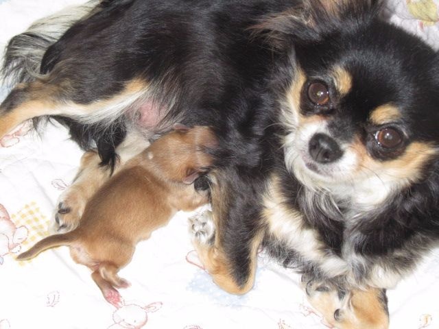 des Brault' Cadors - Chihuahua - Portée née le 16/05/2016