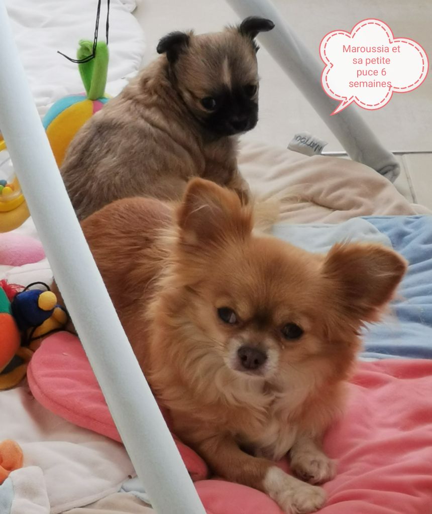 des Brault' Cadors - Chihuahua - Portée née le 05/02/2021