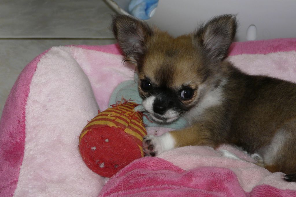 des Brault' Cadors - Chihuahua - Portée née le 18/06/2018