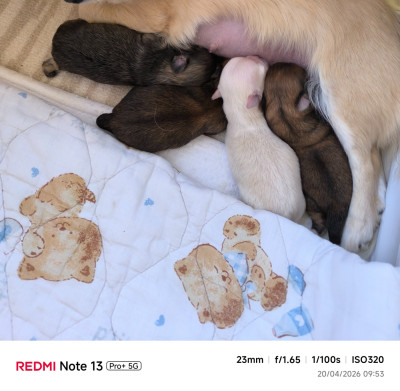 CHIOT 1