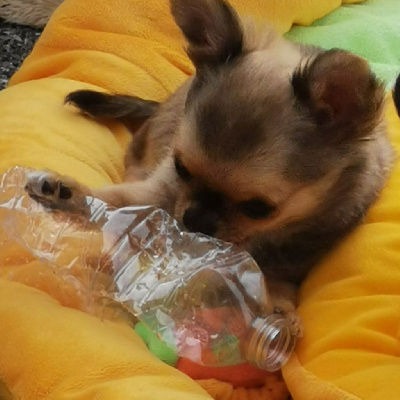 CHIOT 2