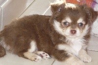 CHIOT