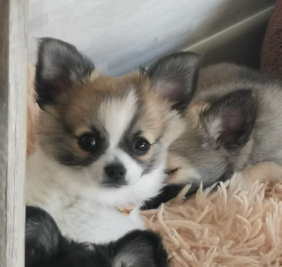 CHIOT 2
