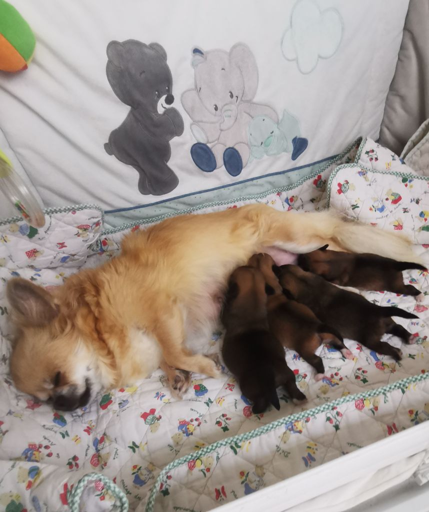 des Brault' Cadors - Chihuahua - Portée née le 28/08/2022