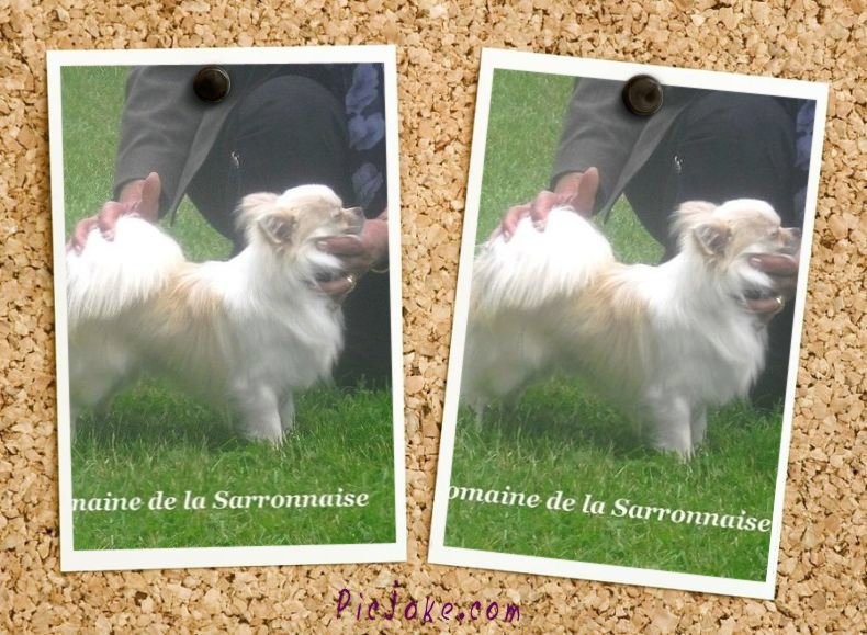 des Brault' Cadors - Chihuahua - Portée née le 26/07/2013